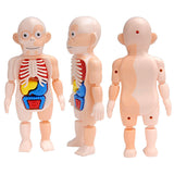 3D Human Body Torso Model Educational Assembly Learning DIY Toys Human Body Organ Teaching Tools Early Learning Toy for Children