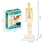 3D Human Body Torso Model Educational Assembly Learning DIY Toys Human Body Organ Teaching Tools Early Learning Toy for Children