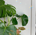 Leo Crystal Suncatcher  Crystal Points Rainbow Maker window hanging Wall hanging garden decoration  Leo Crystals Zodiac Gift  Wall Decor