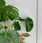 Raindrops Crystal Suncatcher, Rainbow Maker, Self Care Gift  Wall Decor