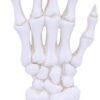 Wiccan Collection~U4942R0 Skeletal Palmistry Chriomancy Fortune Telling Skeleton Hand Figurine, Polyresin, White, 22.8cm