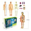 3D Human Body Torso Model Educational Assembly Learning DIY Toys Human Body Organ Teaching Tools Early Learning Toy for Children