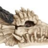 Dark Collection~AL50057 Dragon Skull Box 15cm Ivory