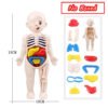 3D Human Body Torso Model Educational Assembly Learning DIY Toys Human Body Organ Teaching Tools Early Learning Toy for Children