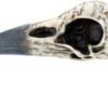 Dark Collection~Edgar's Raven Skull Figurine 25cm Ivory