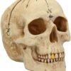 Dark Collection~B4057K8 Dead Man's Map Skull Figurine 17.5cm White, Resin, One Size