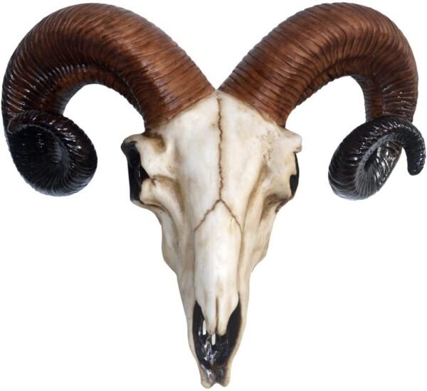 Wiccan Collection~Rams Skull Medium Wall Plaque 32.5cm Ivory, Resin, One Size