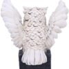 Wiccan Collection~Archimedes White Horned Owl Perched on a Locked Box Figurine, 12.5cm