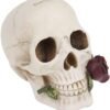 Dark Collection~Argentine Skull Money Box 18cm Ivory