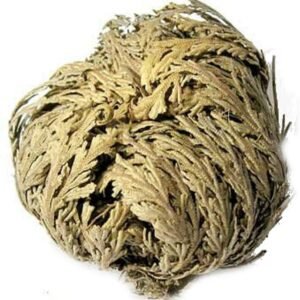 Witchcraft~Jericho Flowers (1 flower)