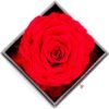 Witchcraft~Real Preserved Rose Gift Box for Girlfriend and Wife, Never Withered Rose with Brooch,Immortal Flower, Eternal Forever Rose Her on Valentine's Day,Mother's Day (Red Rose Gift Box + Brooch)