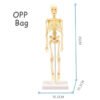 3D Human Body Torso Model Educational Assembly Learning DIY Toys Human Body Organ Teaching Tools Early Learning Toy for Children