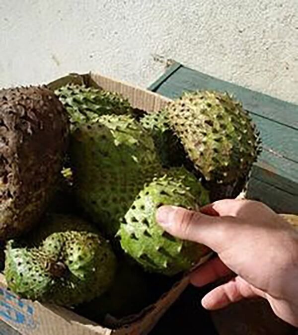 Witchcraft~Organic Graviola Liquid Soursop Extract 4 oz Wildcrafted Tincture (Annona Muricata) : Immune System Booster (4oz)