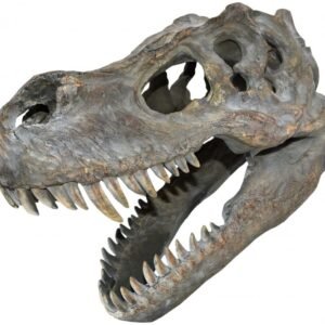 Animal Collection~ Tyrannosaurus Rex Skull Small Wall Plaque 31cm Brown