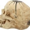 Dark Collection~B4057K8 Dead Man's Map Skull Figurine 17.5cm White, Resin, One Size