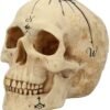 Dark Collection~B4057K8 Dead Man's Map Skull Figurine 17.5cm White, Resin, One Size