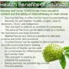 Witchcraft~Organic Graviola Liquid Soursop Extract 4 oz Wildcrafted Tincture (Annona Muricata) : Immune System Booster (4oz)
