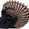 Artist Collections~ Officially Licensed James Ryman Spine Head Skull Skeleton Ornament, Natural, 18.5cm