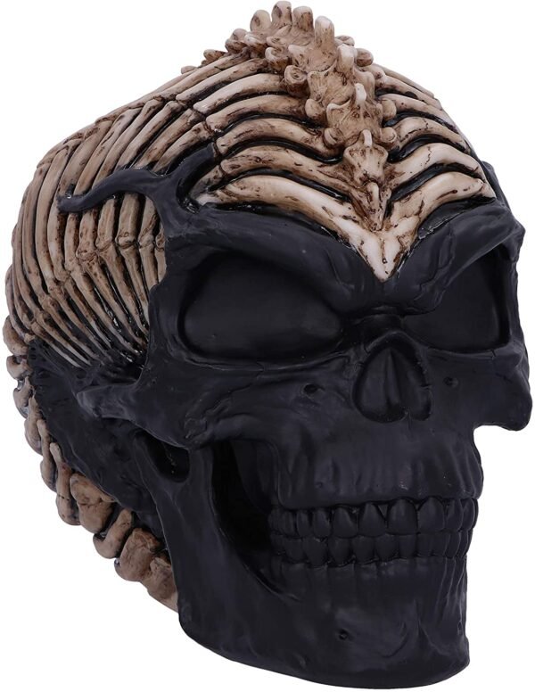 Magicun N.Giftware~Officially Licensed James Ryman Spine Head Skull Skeleton Ornament, 18.5cm, Natural