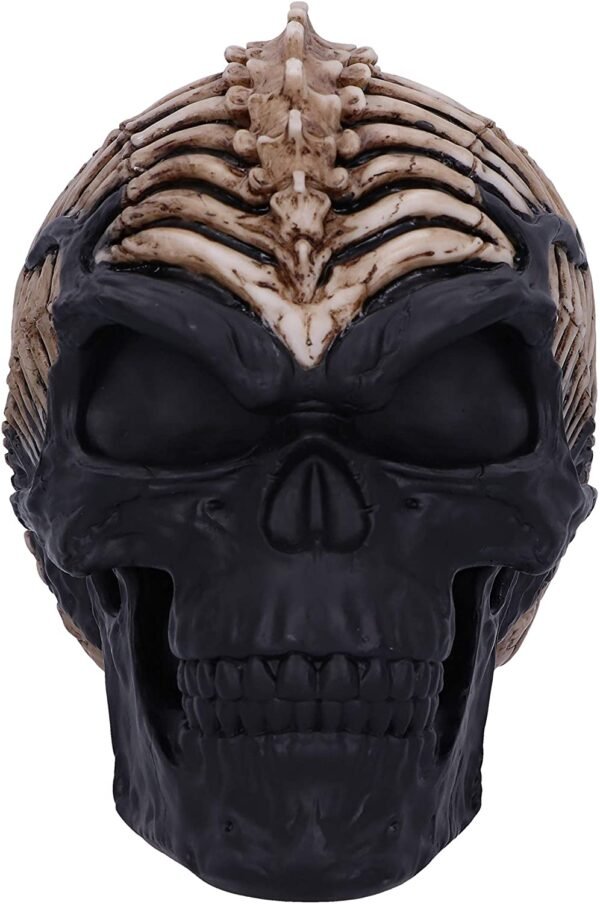 Magicun N.Giftware~Officially Licensed James Ryman Spine Head Skull Skeleton Ornament, 18.5cm, Natural