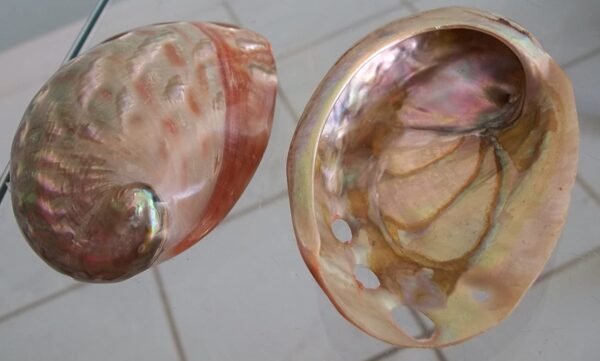 Witchcraft~Red Abalone Shell Incense Burner Polished