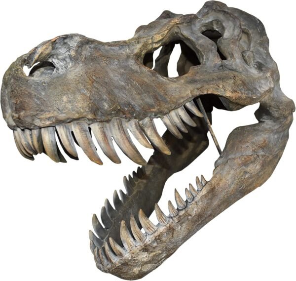 Animal Collection~ Tyrannosaurus Rex Skull Large 51.5cm B/Strap Wall Plaque, Polyresin, Brown