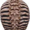 Magicun N.Giftware~Officially Licensed James Ryman Spine Head Skull Skeleton Ornament, 18.5cm, Natural