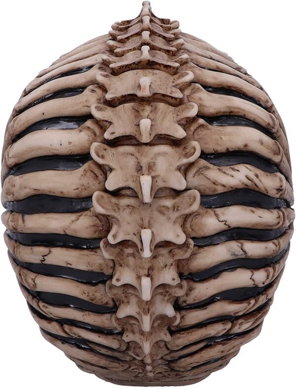 Magicun N.Giftware~Officially Licensed James Ryman Spine Head Skull Skeleton Ornament, 18.5cm, Natural