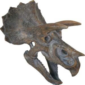 Animal Collection~ Triceratops Head 23cm Wall Plaque, Brown