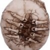 Artist Collections~ Officially Licensed James Ryman Breaking Out Skull Skeleton Ornament, Natural, 20cm