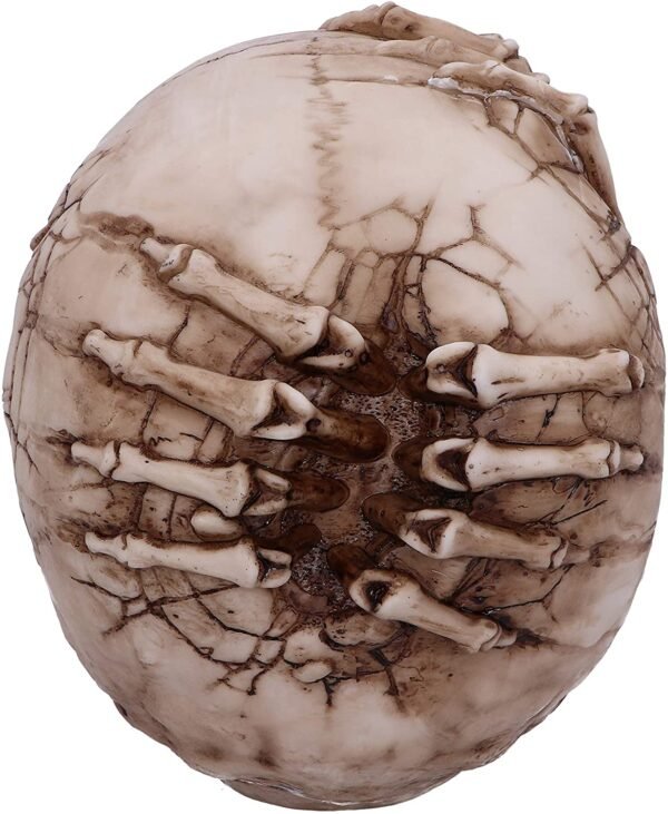 Artist Collections~ Officially Licensed James Ryman Breaking Out Skull Skeleton Ornament, Natural, 20cm