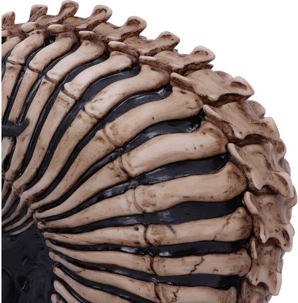 Artist Collections~ Officially Licensed James Ryman Spine Head Skull Skeleton Ornament, Natural, 18.5cm