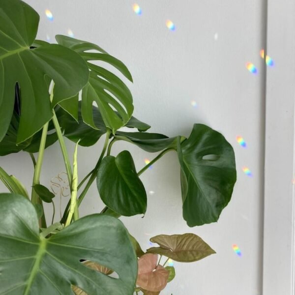 Double Brass Hoop Crystal Sun Catcher Rainbow Maker Window Hanging