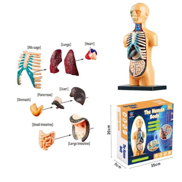 3D Human Body Torso Model Educational Assembly Learning DIY Toys Human Body Organ Teaching Tools Early Learning Toy for Children