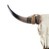 Western Home Decor: Animals Heads Wall Decor Longhorn Cow Skull