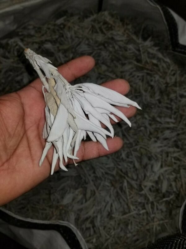 Palo Santo & Sage~California White SAGE Smudge Loose Cluster Incense Bulk (1 pound) NEW FREE SHIP