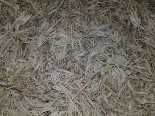 Palo Santo & Sage~California White SAGE Smudge Loose Cluster Incense Bulk (1 pound) NEW FREE SHIP