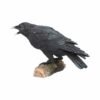 Magicun Giftware~Nemesis Raven's Ruf Figur Ornament Statue Gothic Edgar Po Rabe Dekor Geschenk