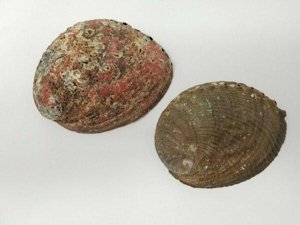 Palo Santo & Sage~Large Abalone Shell 5-6" Smudging Burning Sage Sticks Incense Display Sea Shell