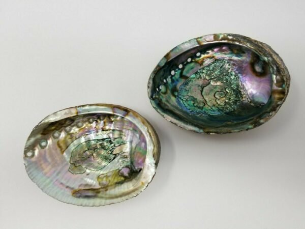 Palo Santo & Sage~Large Abalone Shell 5-6" Smudging Burning Sage Sticks Incense Display Sea Shell