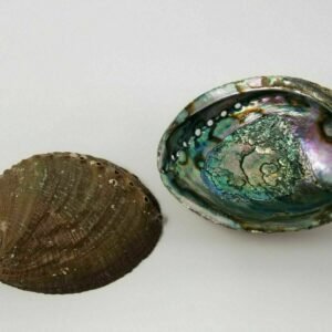 Palo Santo & Sage~Large Abalone Shell 5-6" Smudging Burning Sage Sticks Incense (Pack of 2)