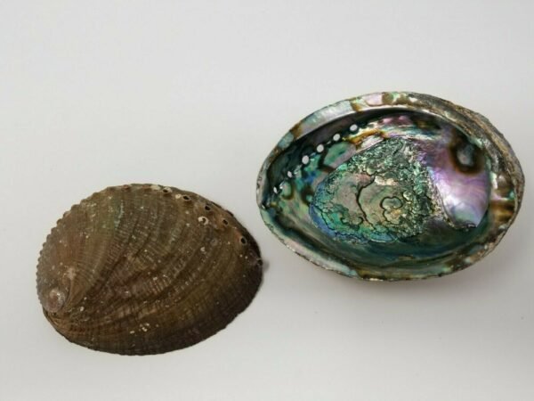 Palo Santo & Sage~Large Abalone Shell 5-6" Smudging Burning Sage Sticks Incense Display Sea Shell