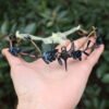 Elf Crown Tiara – Enchanting Bridal Bridesmaid Hair WitchJewelry
